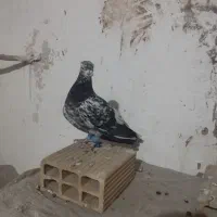 کفتر|پرنده|بردسکن, |دیوار