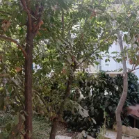 زمین کنتور برق/ کردان سهیلیه سنقرآباد صاحب الزمان|فروش زمین و ملک کلنگی|کرج, گلستان|دیوار
