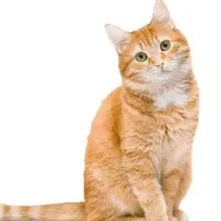 گربه باغ