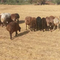 بره ماده افشاری و غزل افشار|حیوانات مزرعه|گلپایگان, |دیوار