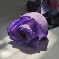 سفارش نقطه کوبی پذیرفته میشود