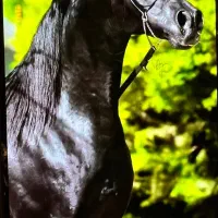 پانسیون اسب