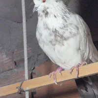 کبوتر گرگی نر