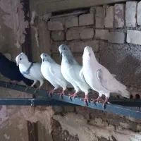 کبوتر بالاگیر|پرنده|کارون, |دیوار