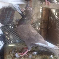 یال سیاه. قره سرخ. جوجه سرور|پرنده|شیراز, شهرک والفجر|دیوار