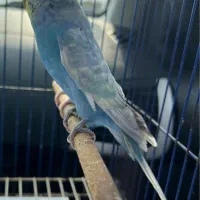 جفت مرغ عشق رینبو