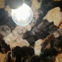 تخم بیار جوجه ببر