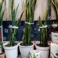 زاموفیلیا و یوکا