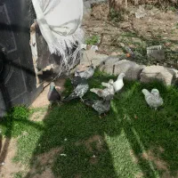 کبوتر|پرنده|آستانه اشرفیه, |دیوار