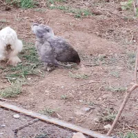 تخم مرغ برهما بلو قیمت ۹۰۰۰۰۰