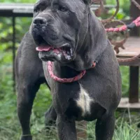 کنکورسو نراصیل