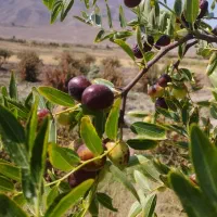 عناب خرمایی خیلی درست شیرین