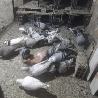 کفتر شهرستانی یکجا|پرنده|بومهن, |دیوار