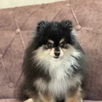 سگ  پامرانین|سگ|شیراز, کوشک میدان|دیوار