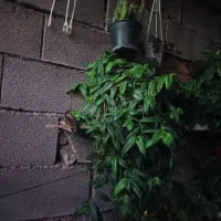 گل طبیعی|گل و گیاه طبیعی|پلدختر, |دیوار