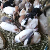 که روه شکی کوردی جوان