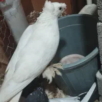 کبوتر بخارایی اصل