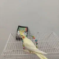 عروس هلندی|پرنده|برازجان, |دیوار