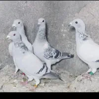 موریس