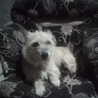 سلام یک پاکوتاه ماده خانگی وگیر هست وگریه هست