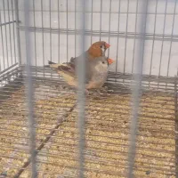 جفت فنج اروپایی بیگ سایز|پرنده|مرودشت, بیست متری بیمارستان|دیوار