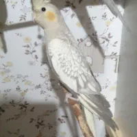 عروس هلندی نر و ماده|پرنده|فولادشهر, B2|دیوار