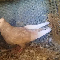 ۴ عدد ۵۰۰ تمن کبوتر گشتی|پرنده|سنندج, |دیوار