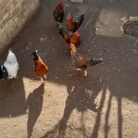 فروش مرغ و خروس و بوقلمون|حیوانات مزرعه|دشتابی, |دیوار