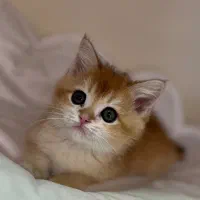 اسکاتیش و بریتیش های خاص