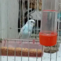 مرغ عشق نروماده با 5تا جوجه