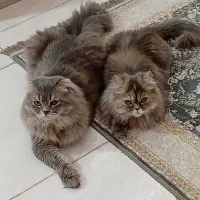 سه تا گربه نژاد دار خفن