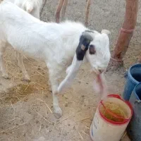 بز  نر|حیوانات مزرعه|هیدوچ, |دیوار