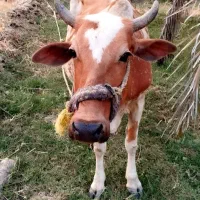 گاو ماده
