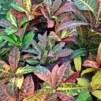 گلفروشی مهرسانا