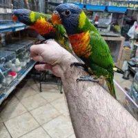 لریکیت رد کالر جوجه شش ماهه تا جفت‌های مولد