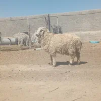 دوراس بره نر