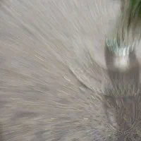 نشا کدو ساکاتا