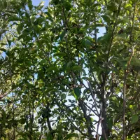 باغ|فروش دفتر صنعتی، کشاورزی، تجاری|سیلوانه, |دیوار