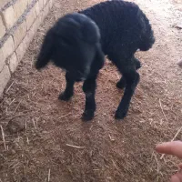 بره شیری ۱۰ روزه ماده