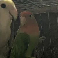 طوطی کوتوله برزیلی ماده مولد|پرنده|قائم‌شهر, |دیوار