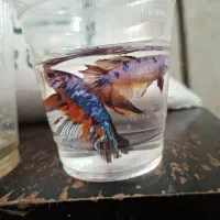ماهی ها فایتر خوشگل