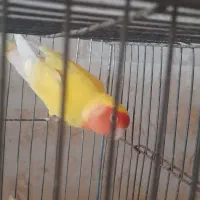 پرنده کوتوله نر معاوضه دارم با...