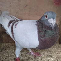 کبوتر مسافتی