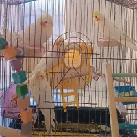 عروس هلندی|پرنده|کرمانشاه, |دیوار