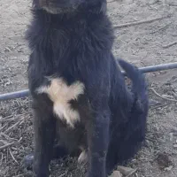 واگذاری توله قهریجانی