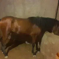 اسب نر۲ساله