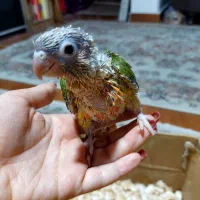 جوجه سرلاکی گرینچیک|پرنده|رشت, معلم|دیوار