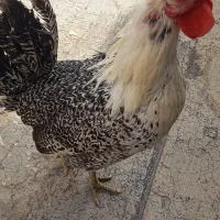 خروس بارکل ومرغ