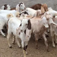 12راس کولار بزغاله پاکستانی دوقلوزا. موقعیت بردسکن