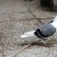 گمشده